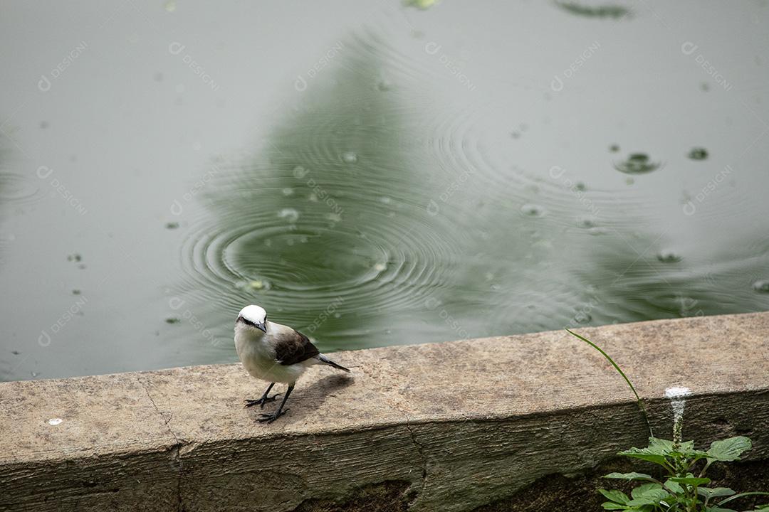 Closeup de belo pássaro Fluvicola nengeta Imagem JPG