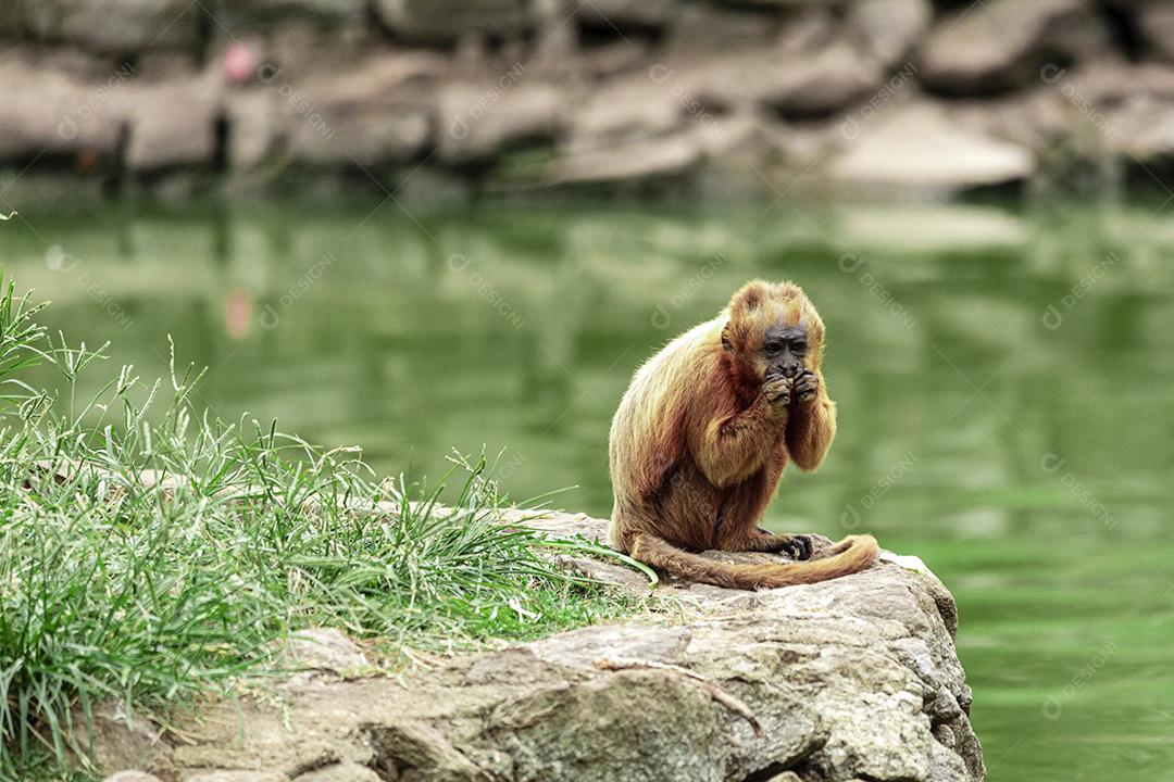 Macaco sentado no chão comendo banana Imagem JPG