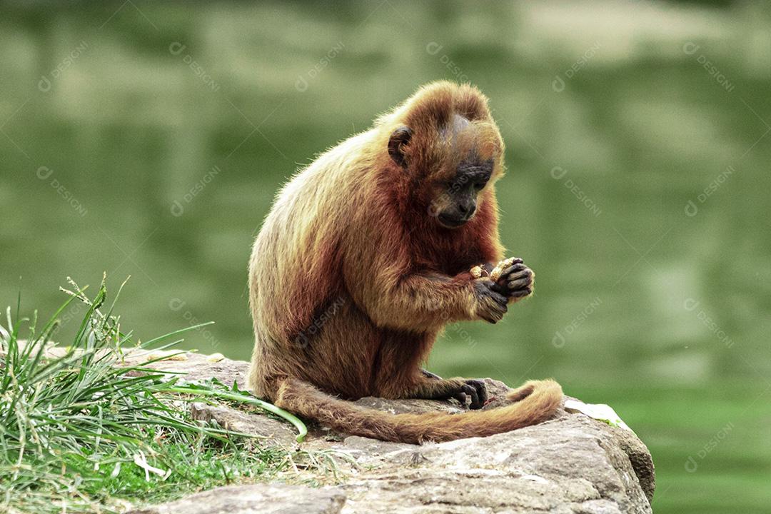 Macaco sentado no chão comendo banana Imagem JPG