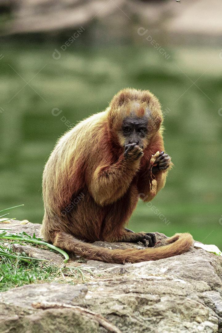 Macaco sentado no chão comendo banana Imagem JPG