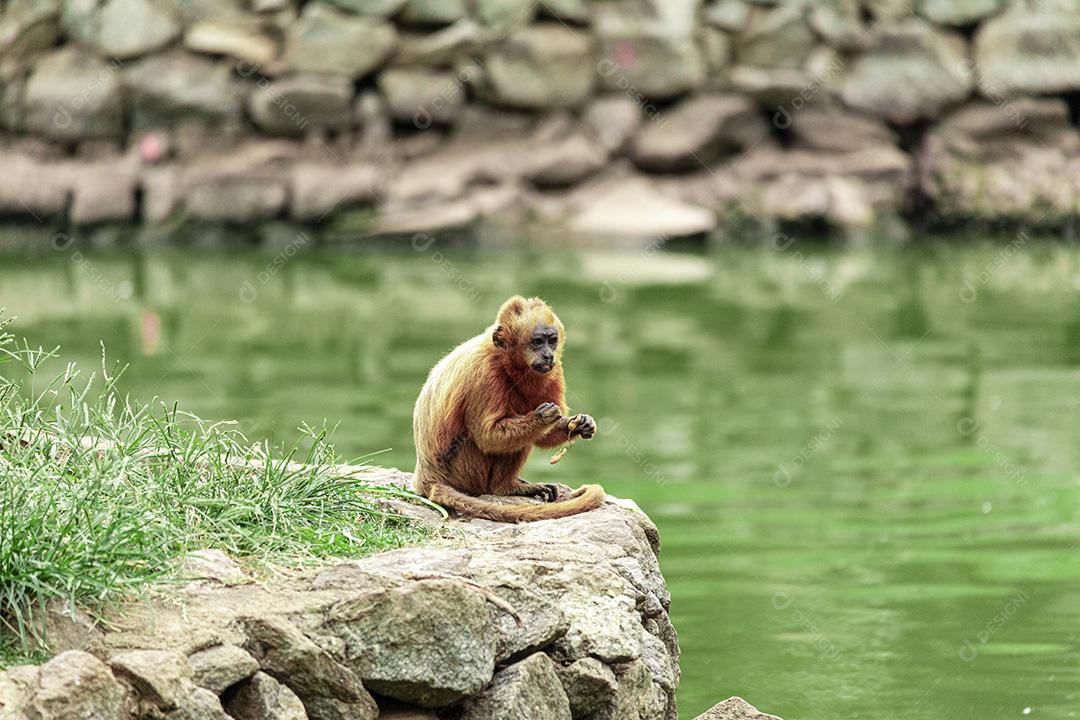 Macaco sentado no chão comendo banana Imagem JPG
