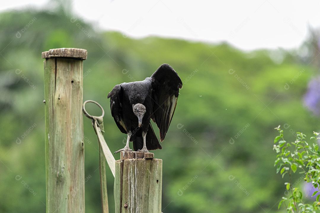 Abutre tomando banho de sol com um belo fundo de natureza Imagem JPG