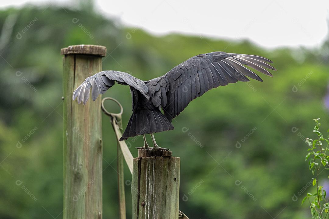 Abutre tomando banho de sol com um belo fundo de natureza Imagem JPG