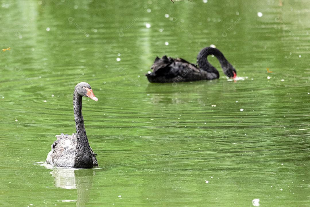 Cisne negro nadando calmamente pelas águas calmas do lago Imagem JPG