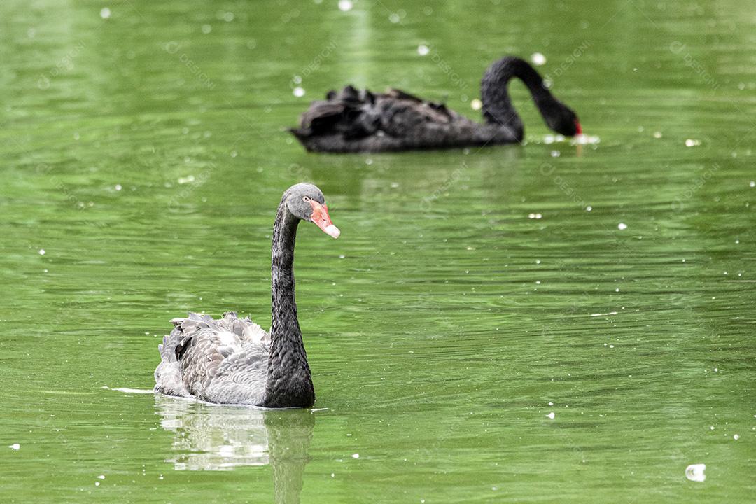 Cisne negro nadando calmamente pelas águas calmas do lago Imagem JPG