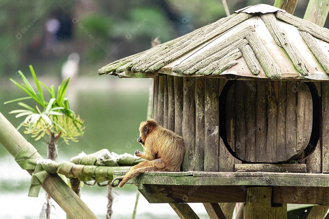 Casal de macacos descansando em sua casa Imagem JPG