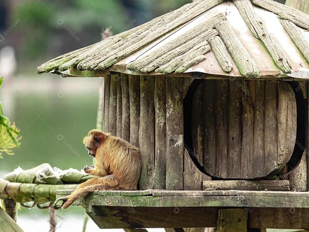 Casal de macacos descansando em sua casa Imagem JPG