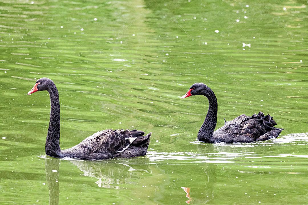 Cisne negro nadando calmamente pelas águas calmas do lago Imagem JPG