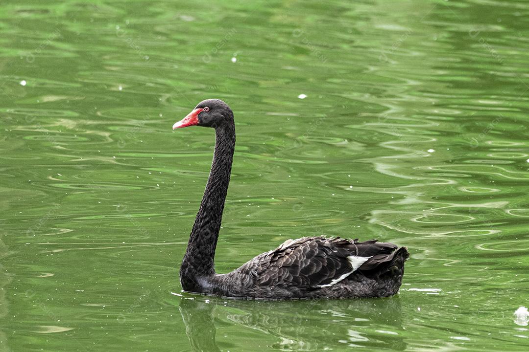 Cisne negro nadando calmamente pelas águas calmas do lago Imagem JPG