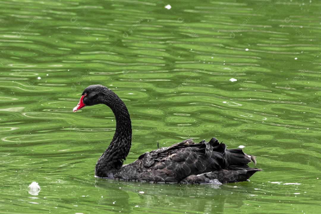 Cisne negro nadando calmamente pelas águas calmas do lago Imagem JPG