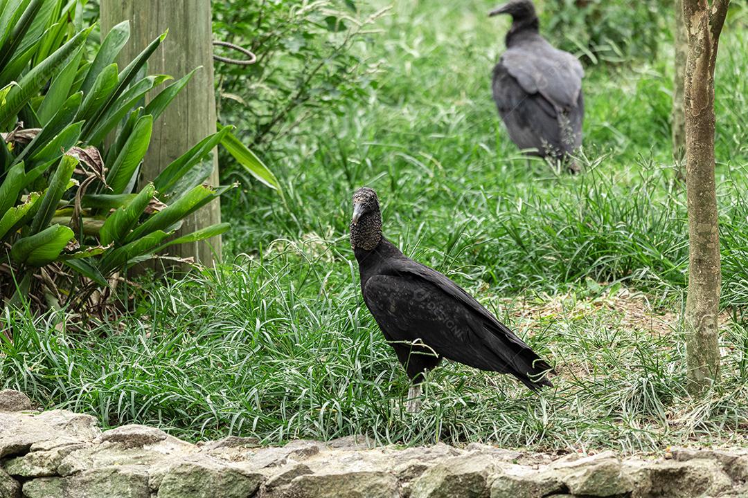 Fotos Abutre tomando banho de sol com um belo fundo de natureza