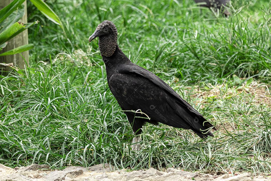 Abutre tomando banho de sol com um belo fundo de natureza Imagem JPG
