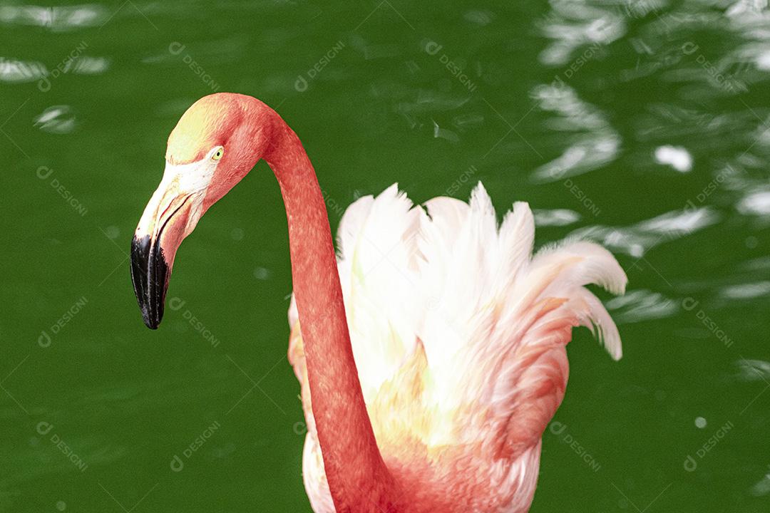 Flamingos closeup, cores maravilhosas, belos pássaros Imagem JPG