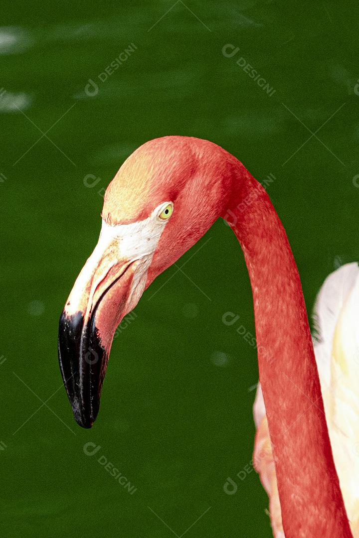 Flamingos closeup, cores maravilhosas, belos pássaros Imagem JPG