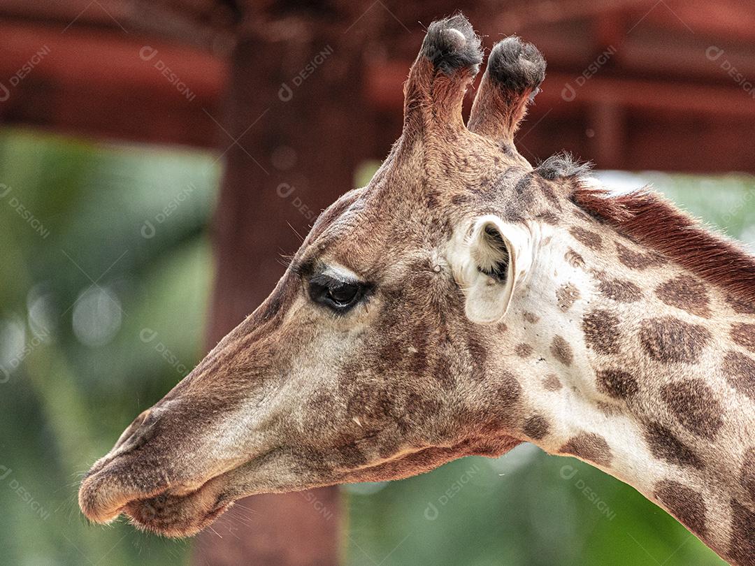 Closeup de alimentação de girafa. Lindo animal Imagem JPG