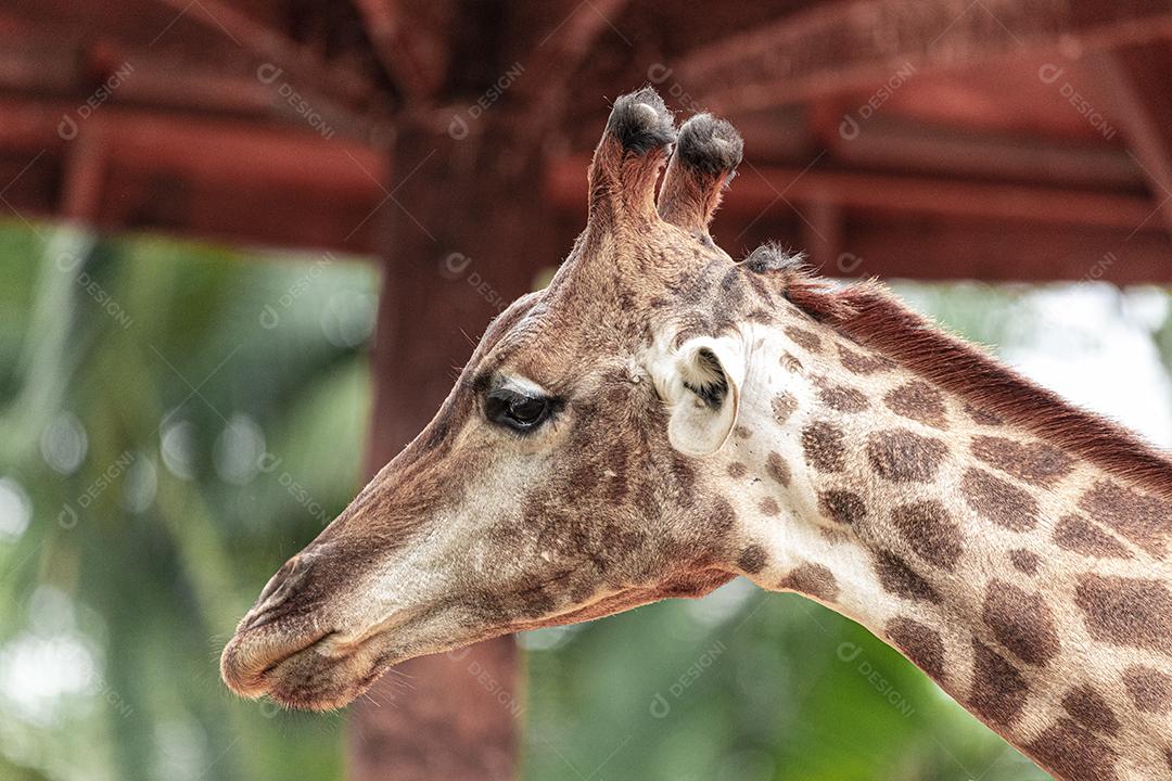 Closeup de alimentação de girafa. Lindo animal Imagem JPG