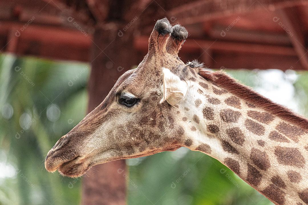 Closeup de alimentação de girafa. Lindo animal Imagem JPG