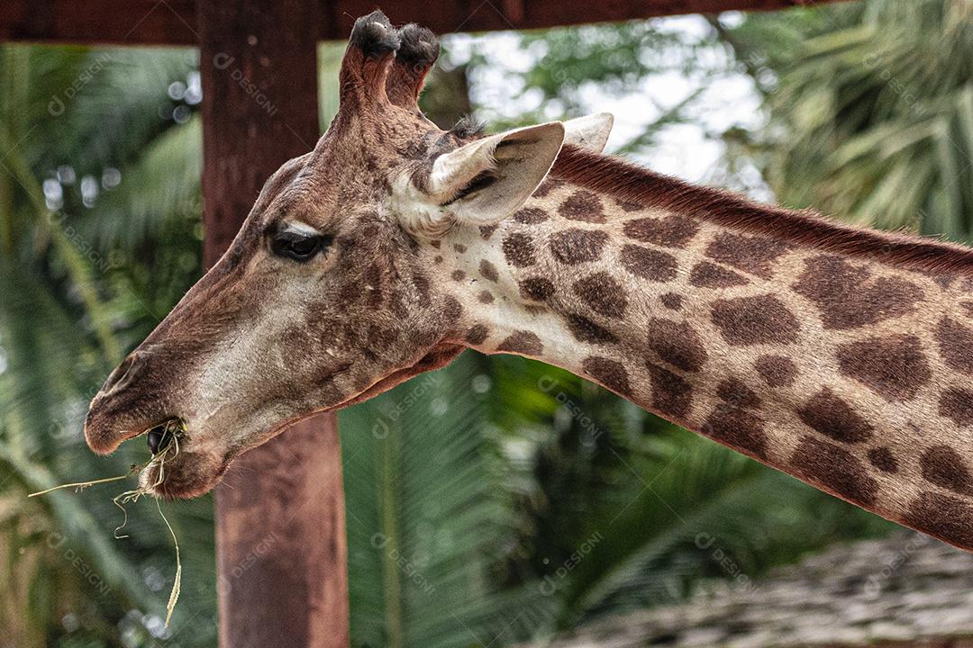 Closeup de alimentação de girafa. Lindo animal Imagem JPG