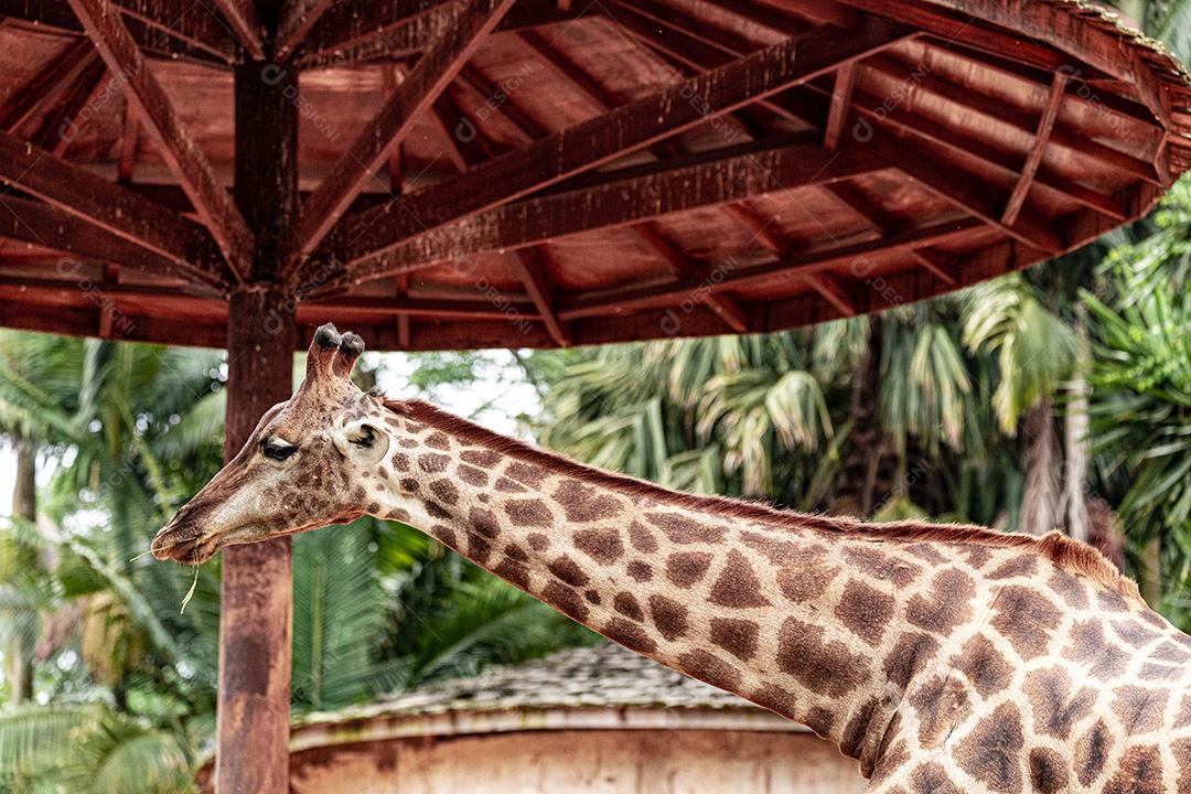 Closeup de alimentação de girafa. Lindo animal Imagem JPG