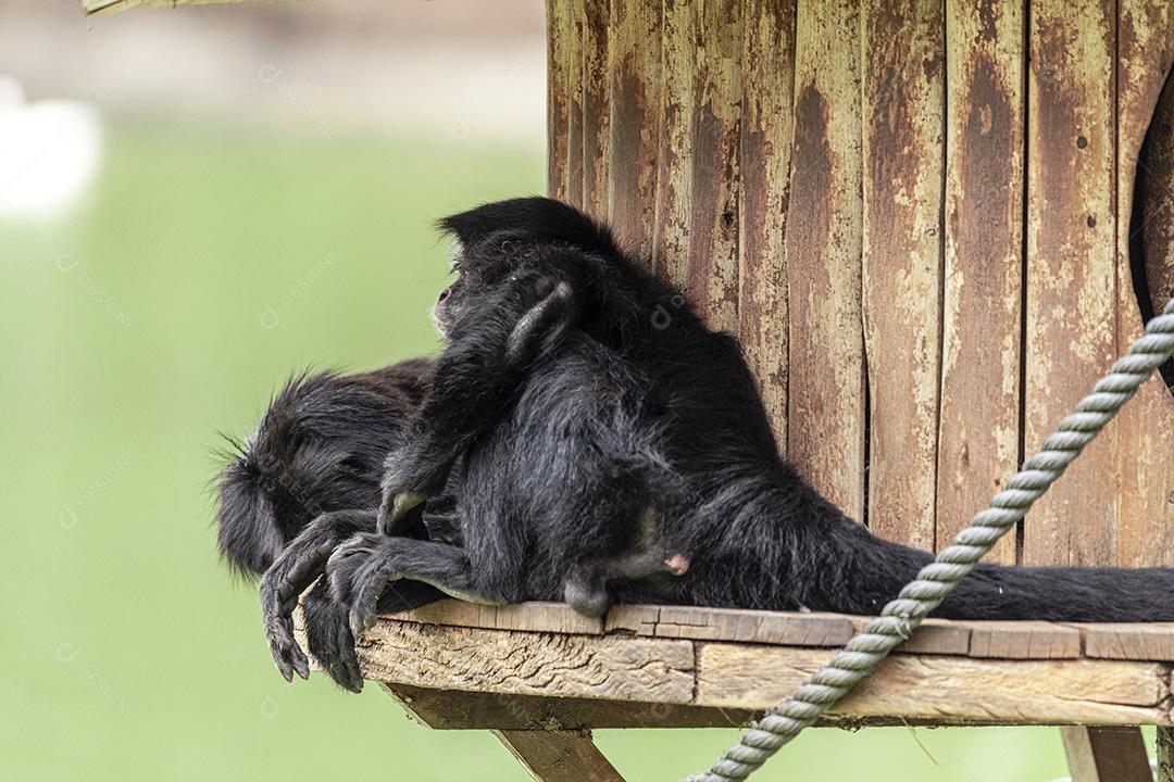 Casal de macacos descansando em sua casa Imagem JPG