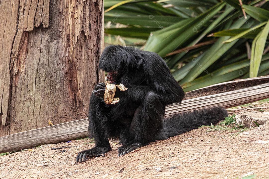Casal de macacos descansando em sua casa Imagem JPG