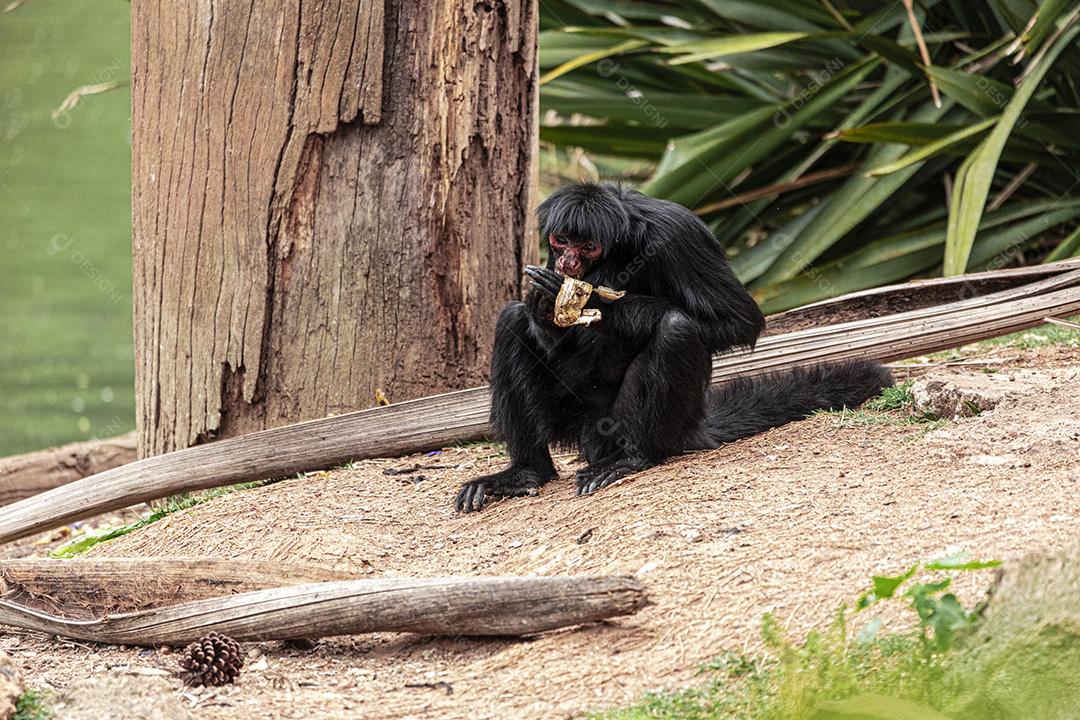Casal de macacos descansando em sua casa Imagem JPG