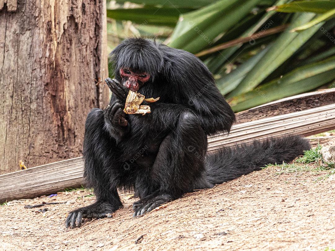 Casal de macacos descansando em sua casa Imagem JPG