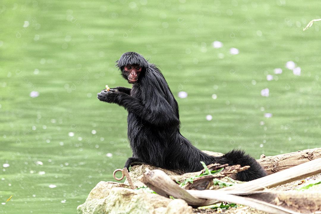 Casal de macacos descansando em sua casa Imagem JPG
