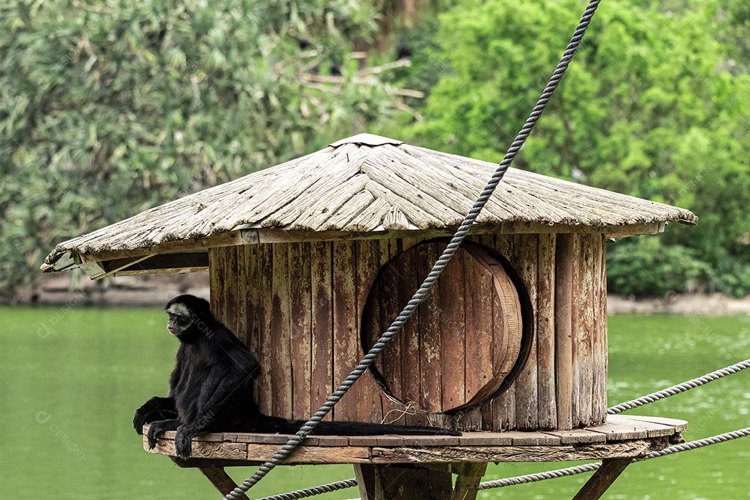Casal de macacos descansando em sua casa Imagem JPG