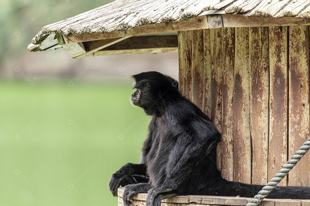 Casal de macacos descansando em sua casa Imagem JPG
