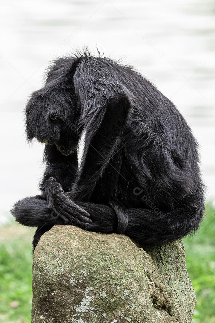 Macaco sentado em cima de uma pedra descansando. Olhar triste imagem JPG
