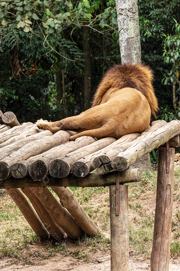 Leão descansando após um delicioso almoço Imagem JPG