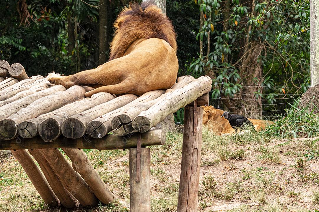 Leão descansando após um delicioso almoço Imagem JPG