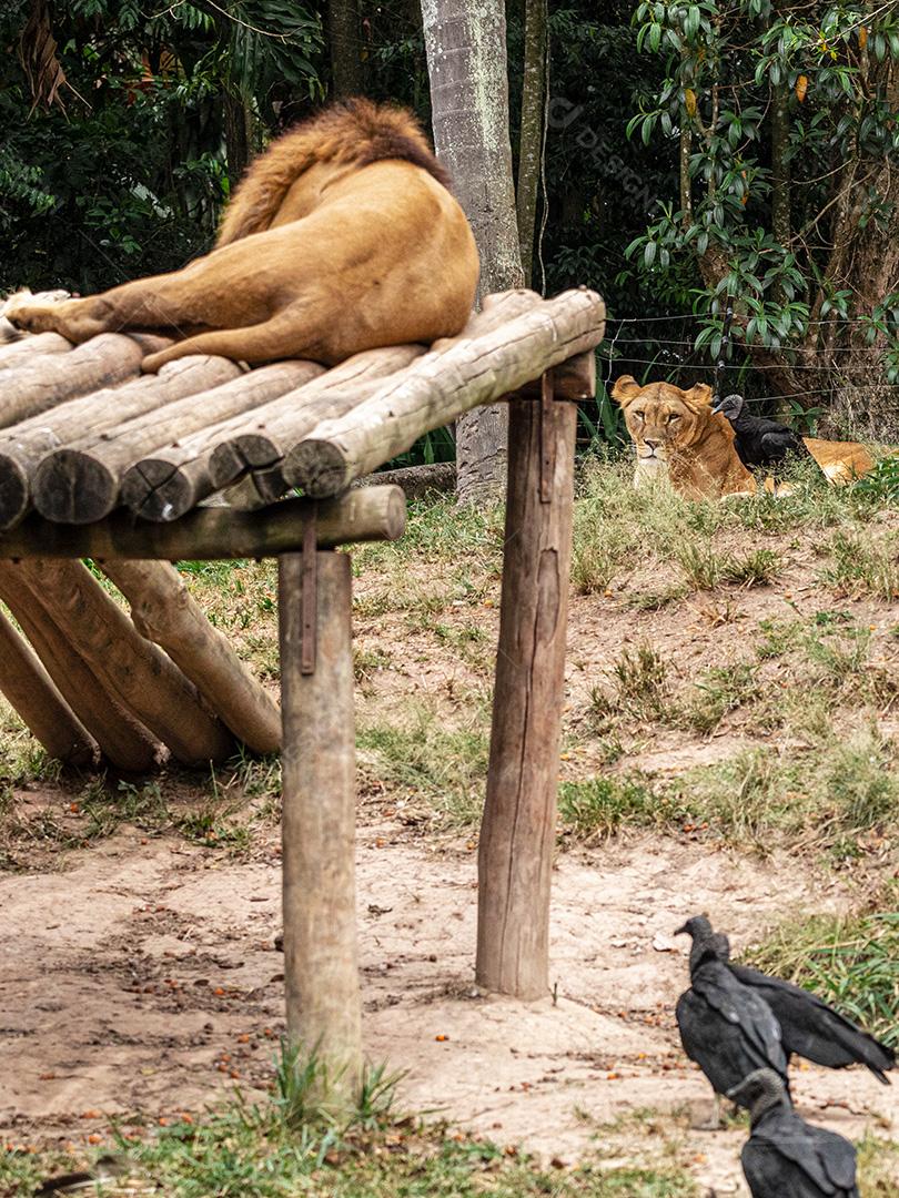 Leão descansando após um delicioso almoço Imagem JPG
