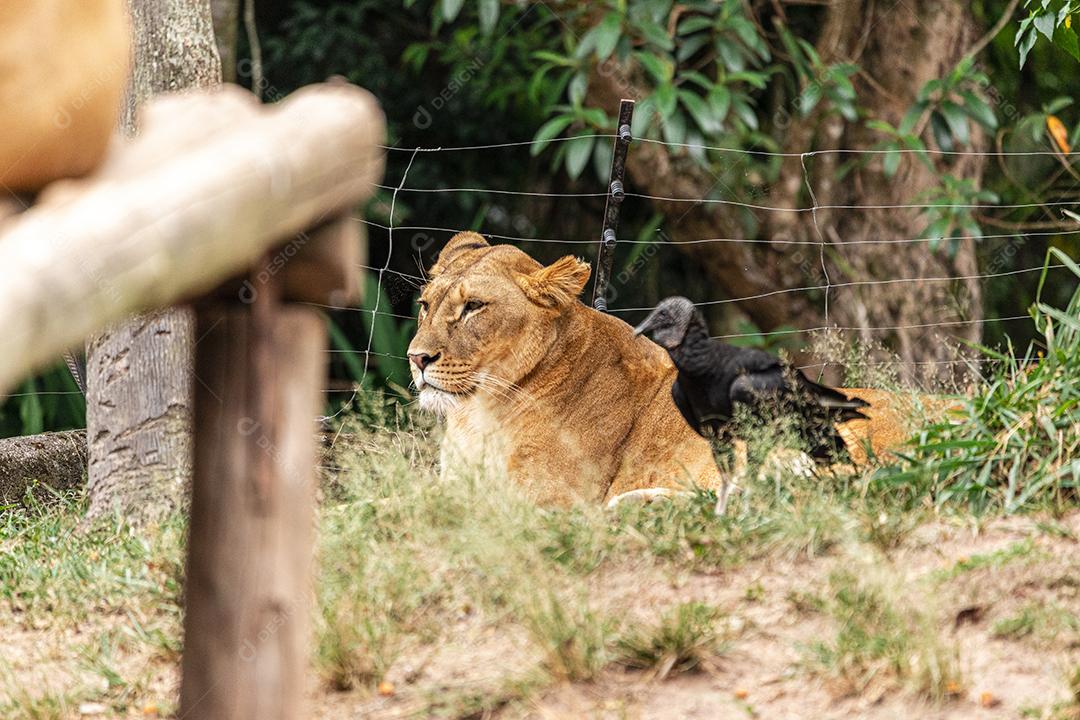 Leão e leoa descansando após um delicioso almoço Imagem JPG