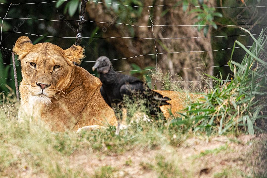 Leão e leoa descansando após um delicioso almoço Imagem JPG
