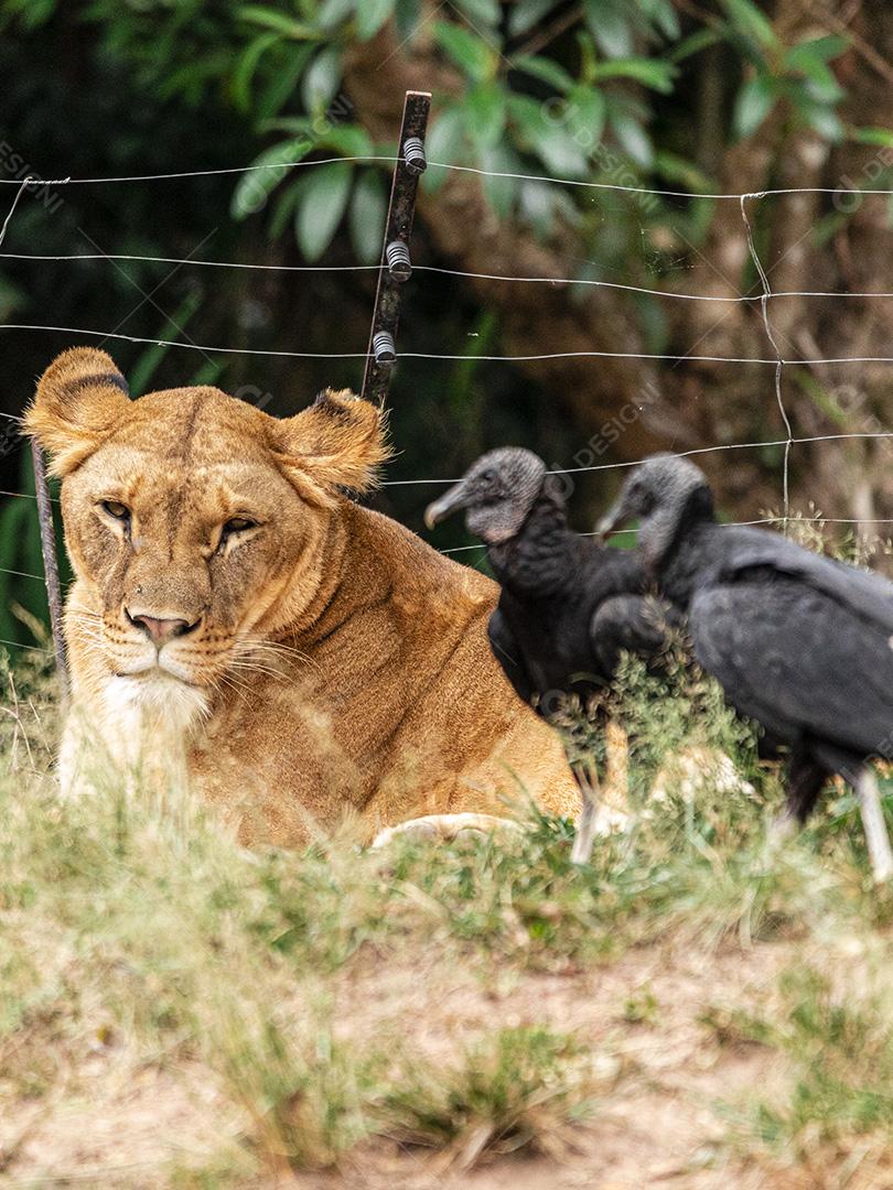 Leão e leoa descansando após um delicioso almoço Imagem JPG