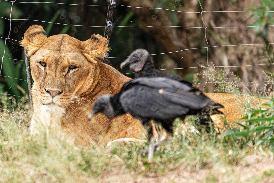 Leão e leoa descansando após um delicioso almoço Imagem JPG