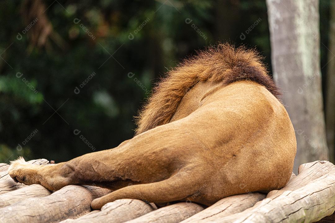 Leão descansando após um delicioso almoço Imagem JPG