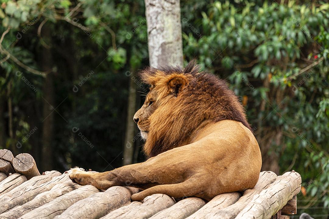 Leão descansando após um delicioso almoço Imagem JPG