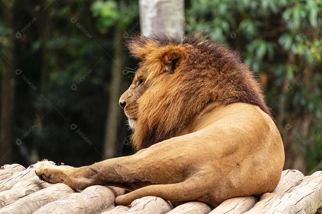 Leão descansando após um delicioso almoço Imagem JPG