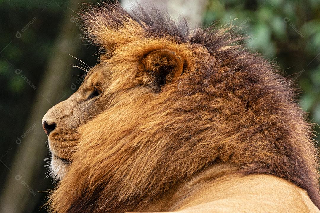 Lion resting after a delicious lunch Image JPG
