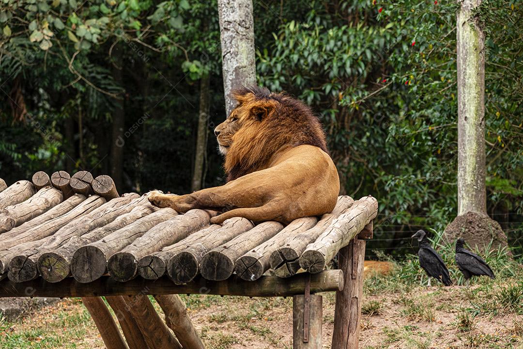 Leão descansando após um delicioso almoço Imagem JPG