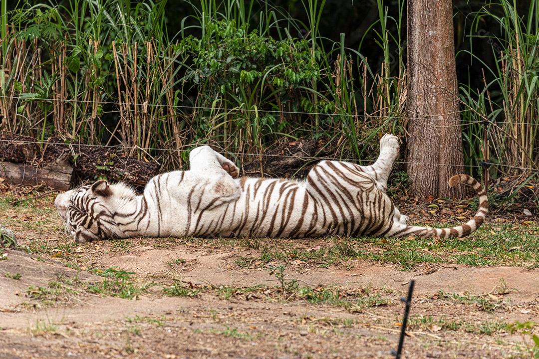 Tigre branco descansando depois de um delicioso almoço Imagem JPG