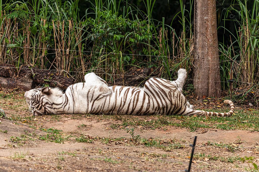 Tigre branco descansando depois de um delicioso almoço Imagem JPG