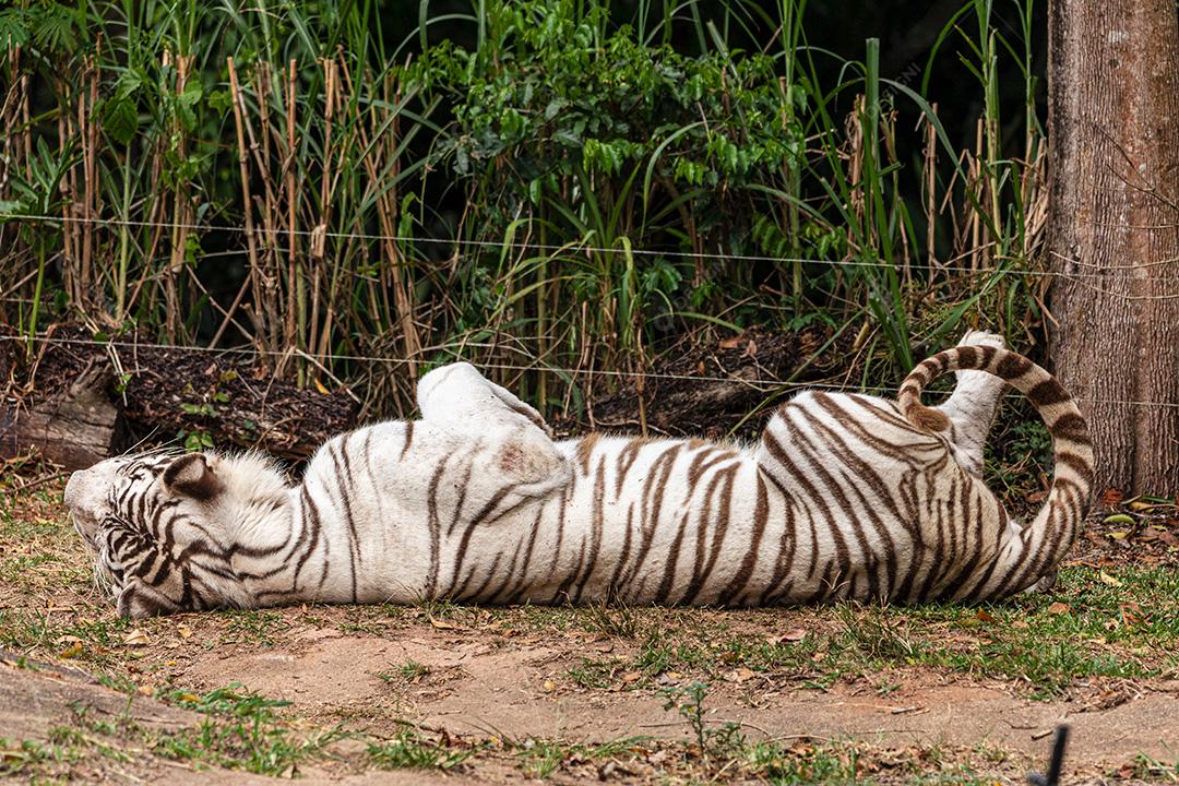 Tigre branco descansando depois de um delicioso almoço Imagem JPG