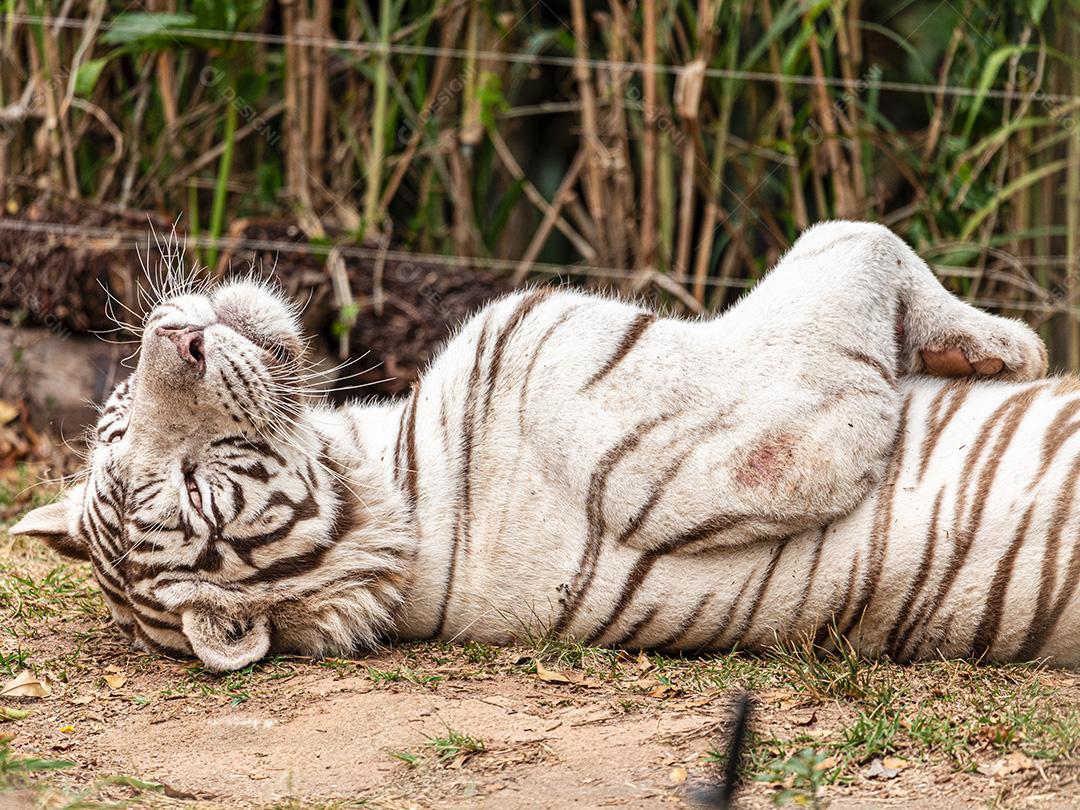 Tigre branco descansando depois de um delicioso almoço Imagem JPG
