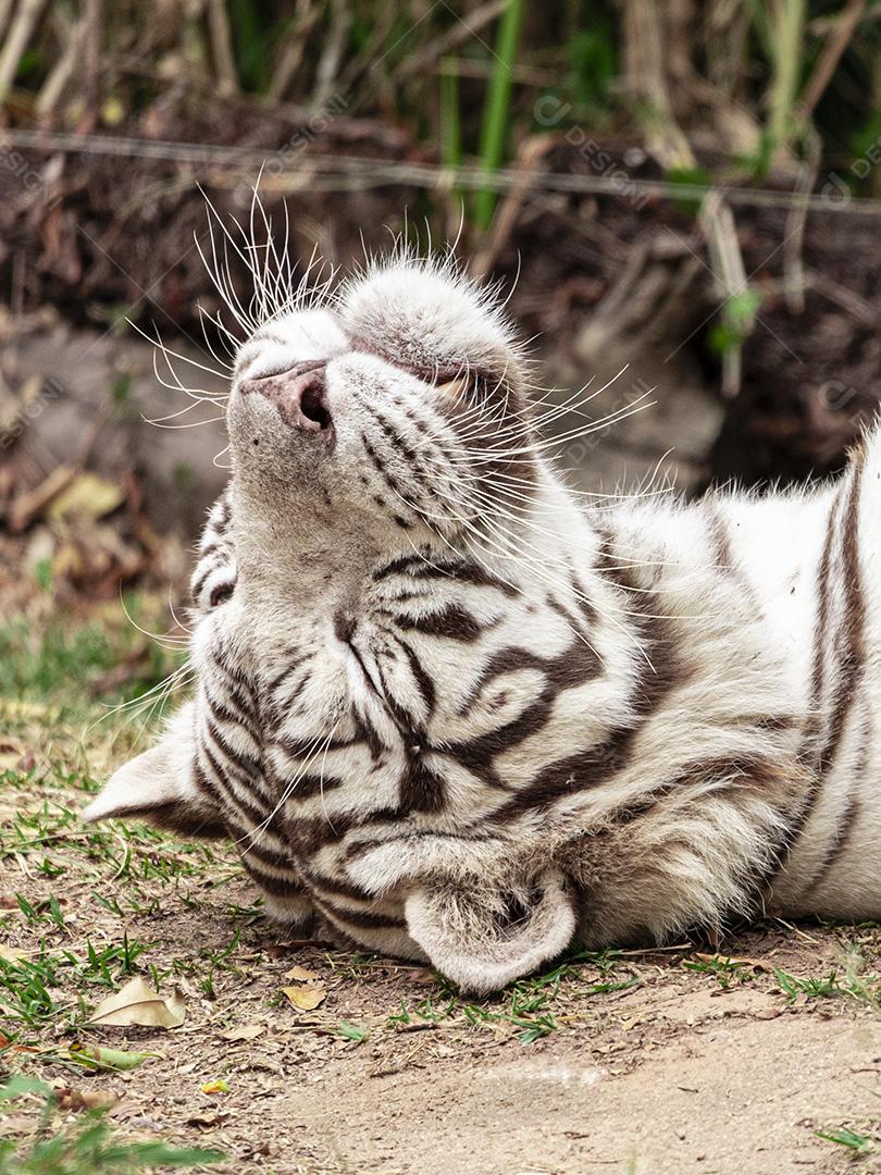 Tigre branco descansando depois de um delicioso almoço Imagem JPG