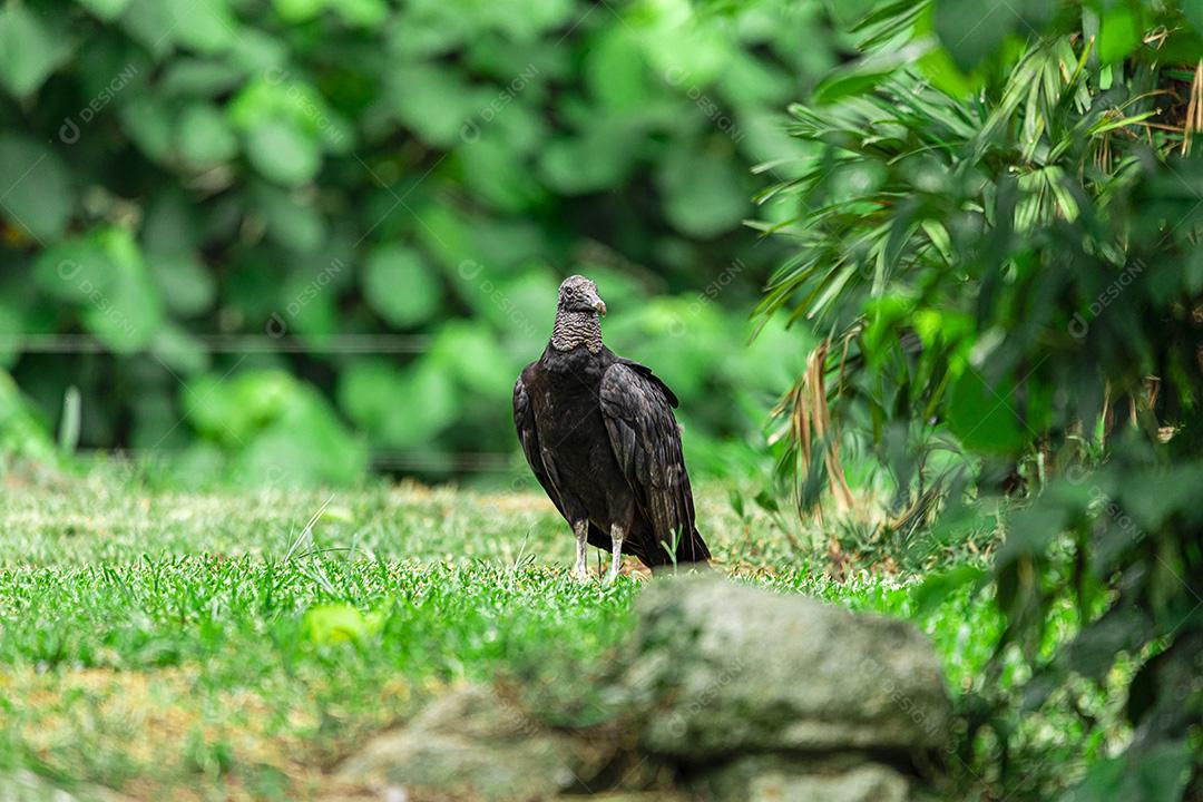 Abutre tomando banho de sol com um belo fundo de natureza Imagem JPG