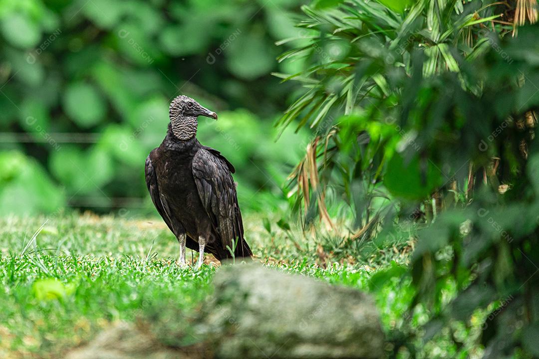 Abutre tomando banho de sol com um belo fundo de natureza Imagem JPG
